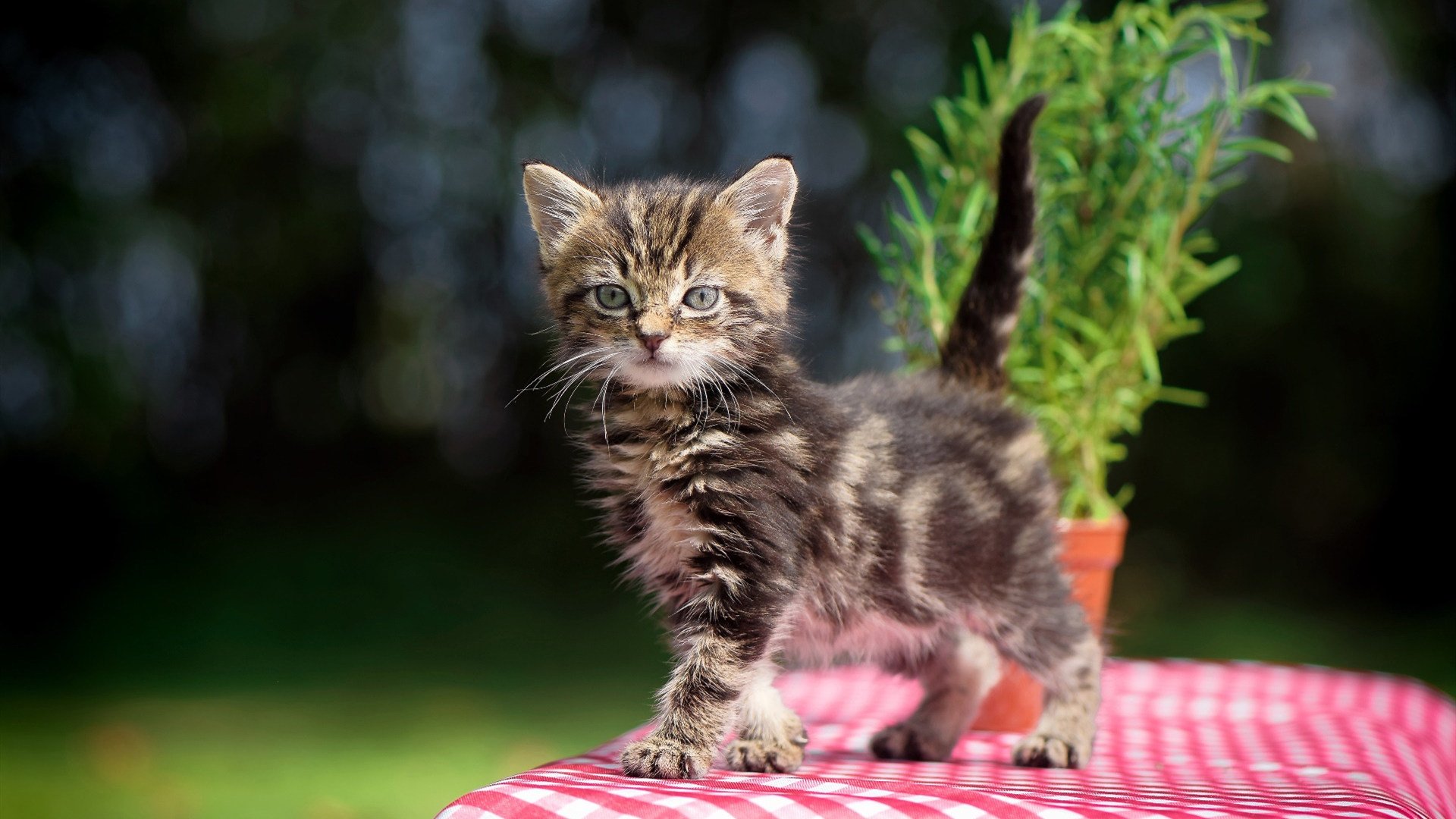 历史性冷门！伊拉克掀翻德国战车，而英超争冠关键先生竟是戈麦斯？
