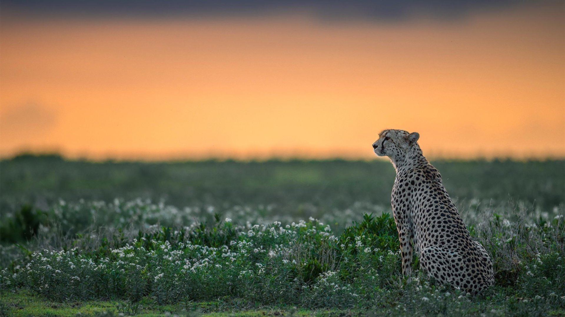 总决赛胜负手，那个在进攻与防守间隙定义比赛的男人